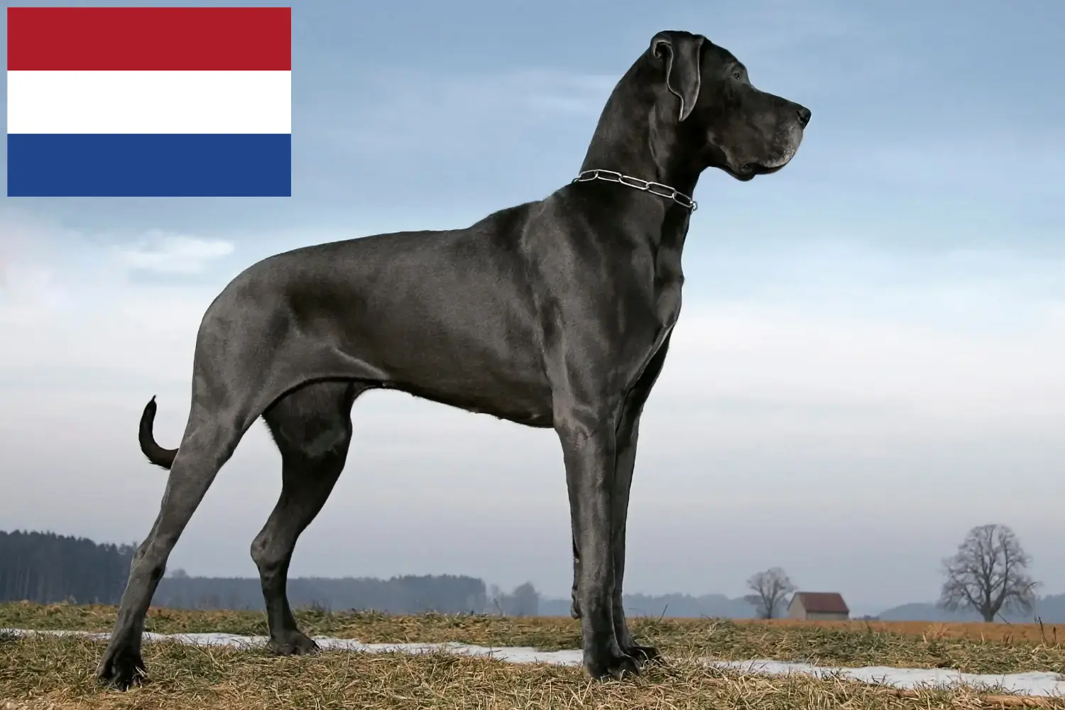 Cachorros e criadores de Dogue Alemão Países Baixos Aqui pode encontrar criadores de Dogue Alemão nos Países Baixos.