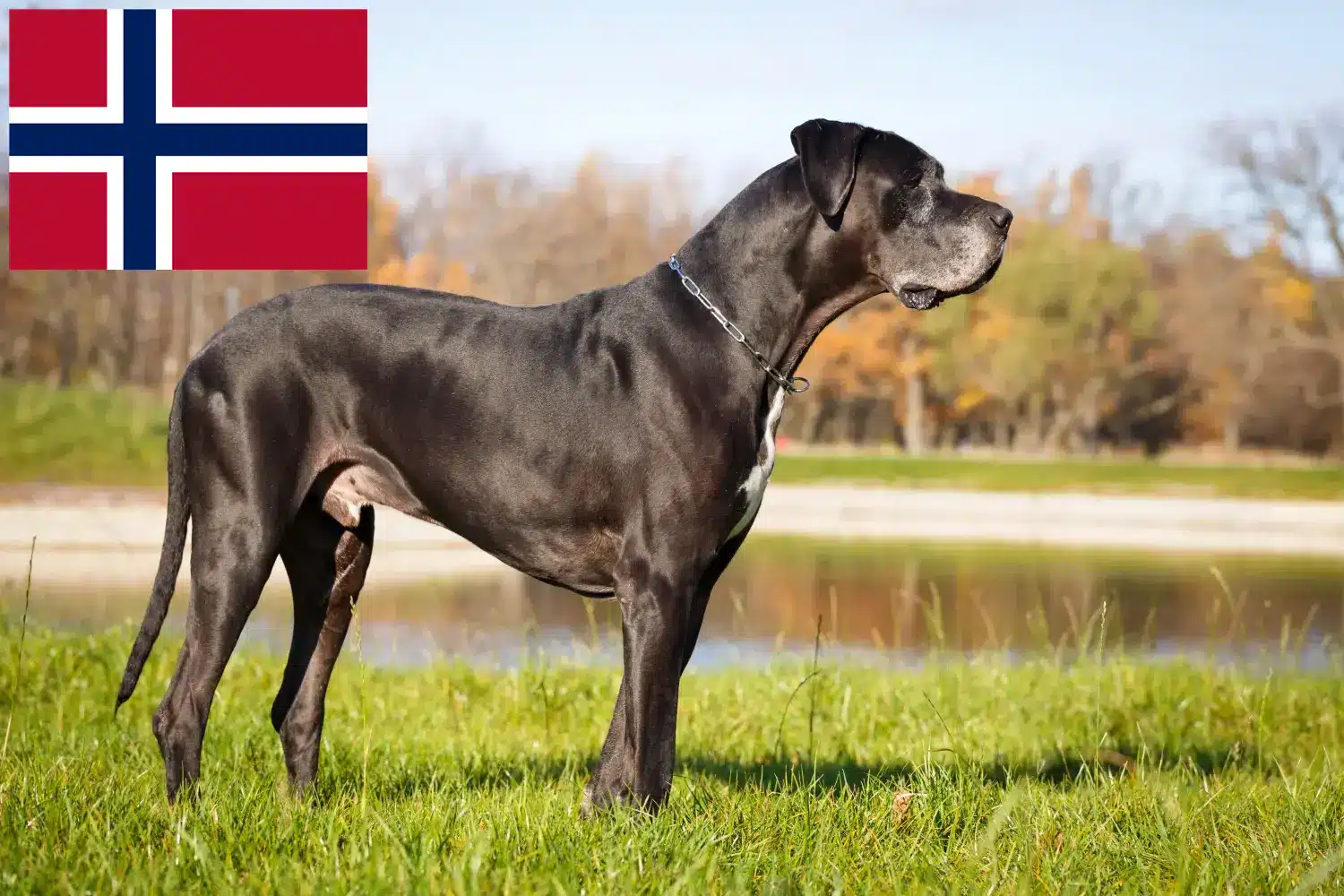 Cachorros e criadores de Dogue Alemão Noruega Aqui pode encontrar criadores de Dogue Alemão na Noruega.