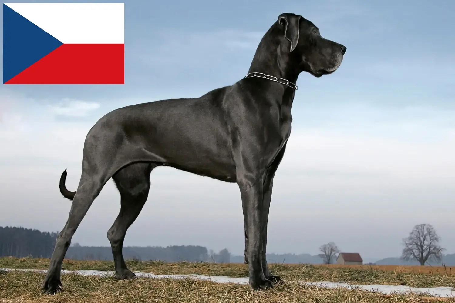 Cachorros e criadores de Dogue Alemão República Checa Aqui pode encontrar criadores de Dogue Alemão na República Checa.