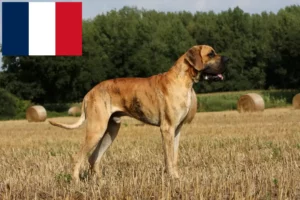 Read more about the article Criadores de Dogue Alemão e cachorros na Reunião