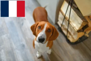 Read more about the article Drever criadores e cachorros em França