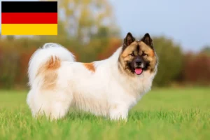 Read more about the article Criadores de Elo e cachorros na Alemanha