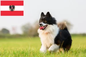 Read more about the article Criadores de Elo e cachorros na Áustria