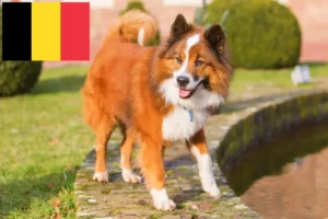 Read more about the article Criadores de Elo e cachorros na Bélgica