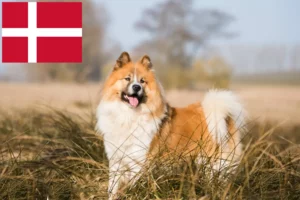 Read more about the article Criadores de Elo e cachorros na Dinamarca