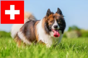 Read more about the article Criadores de Elo e cachorros na Suíça