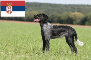 Read more about the article Epagneul Breton criadores e cachorros na Sérvia