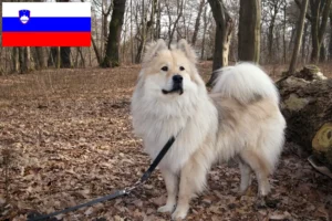 Read more about the article Criadores de Eurasier e cachorros na Eslovénia