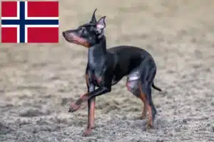 Read more about the article Criadores de Toy Terrier Inglês e cachorros na Noruega