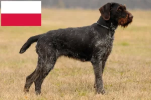 Read more about the article Criadores de pelo de arame alemão e cachorros na Polónia