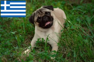 Read more about the article Criadores de pug e cachorros na Grécia
