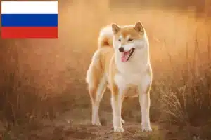 Read more about the article Criadores de Shiba e cachorros na Rússia