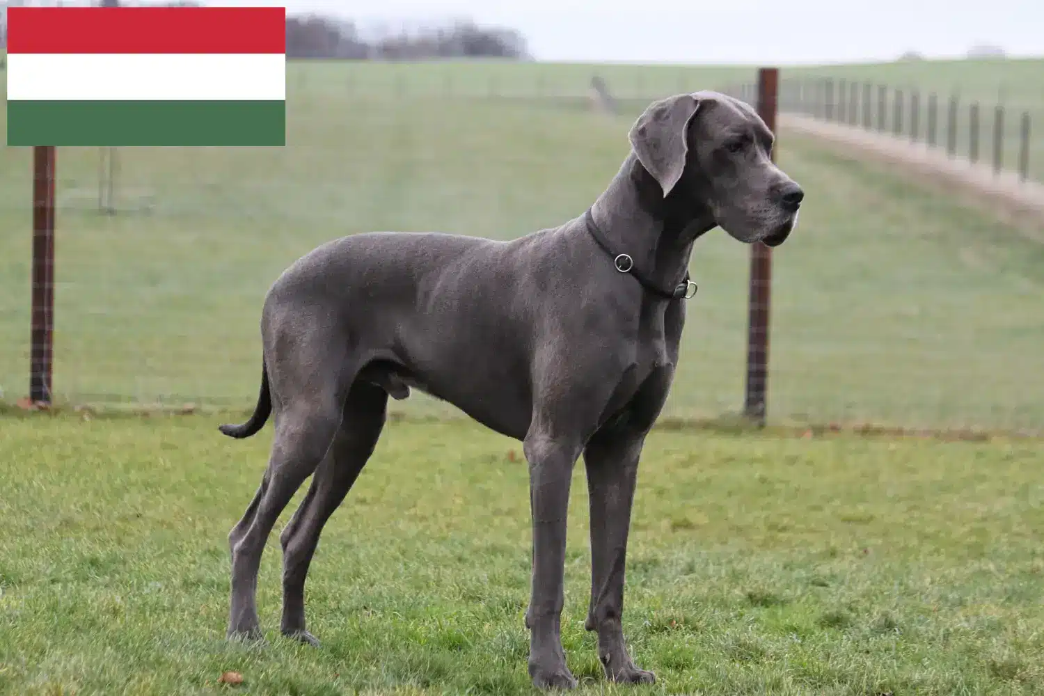 Cachorros e criadores de Dogue Alemão Hungria Aqui pode encontrar criadores de Dogue Alemão na Hungria.