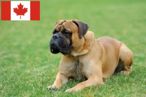 Read more about the article Criadores de Mastiff e cachorros no Canadá