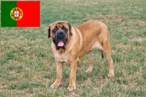 Read more about the article Criadores de Mastim e cachorros em Portugal