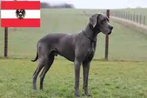 Read more about the article Criadores de Dogue Alemão e cachorros na Áustria
