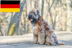 Read more about the article Criadores e cachorros de Irish Soft Coated Wheaten Terrier na Alemanha