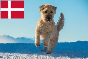 Read more about the article Criadores e cachorros de Irish Soft Coated Wheaten Terrier na Dinamarca