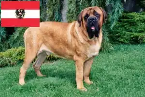 Read more about the article Criadores de Mastiff e cachorros na Áustria