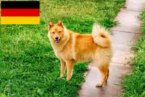 Read more about the article Criadores de Finnenspitz e cachorros na Alemanha