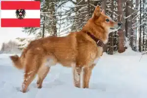 Read more about the article Criadores de Finnenspitz e cachorros na Áustria