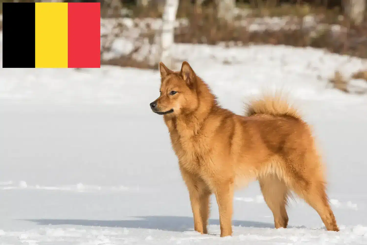 Finnspitz cachorros e criadores Bélgica Aqui pode encontrar criadores de Finnenspitze na Bélgica.