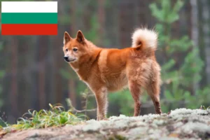 Read more about the article Criadores de Finnspitz e cachorros na Bulgária