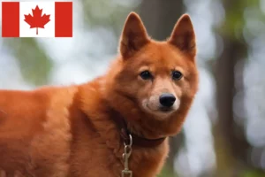 Read more about the article Criadores de Finnspitz e cachorros no Canadá