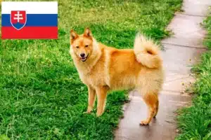 Read more about the article Criadores de Finnspitz e cachorros na Eslováquia