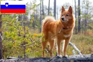 Read more about the article Criadores de Finnspitz e cachorros na Eslovénia