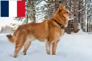 Read more about the article Criadores de Finnspitz e cachorros em França