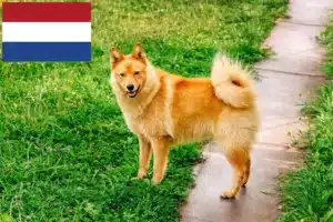 Read more about the article Criadores de Finnspitz e cachorros nos Países Baixos