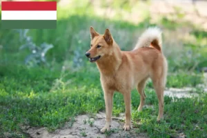 Read more about the article Criadores de Finnspitz e cachorros na Hungria