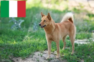 Read more about the article Criadores de Finnspitz e cachorros em Itália