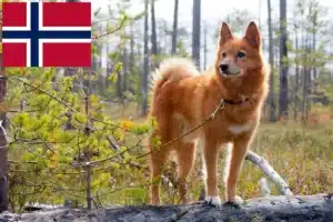 Read more about the article Criadores de Finnspitz e cachorros na Noruega