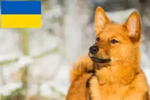 Read more about the article Criadores de Finnspitz e cachorros na Ucrânia