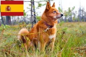 Read more about the article Criadores de Finnspitz e cachorros em Espanha