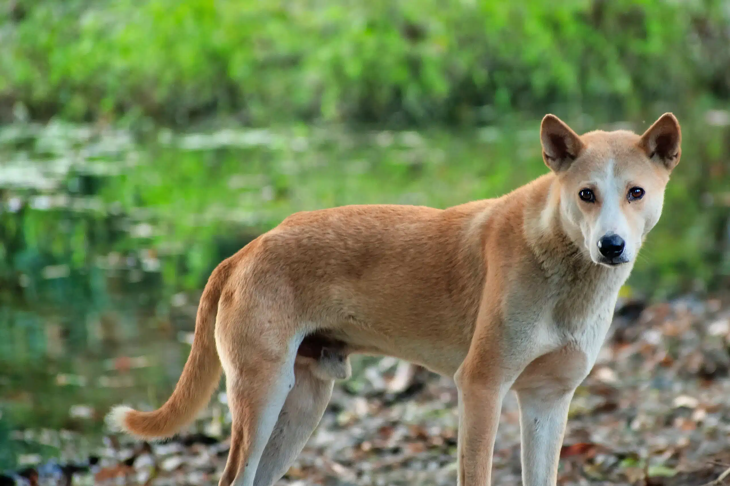 Read more about the article Criador de cães párias indianos
