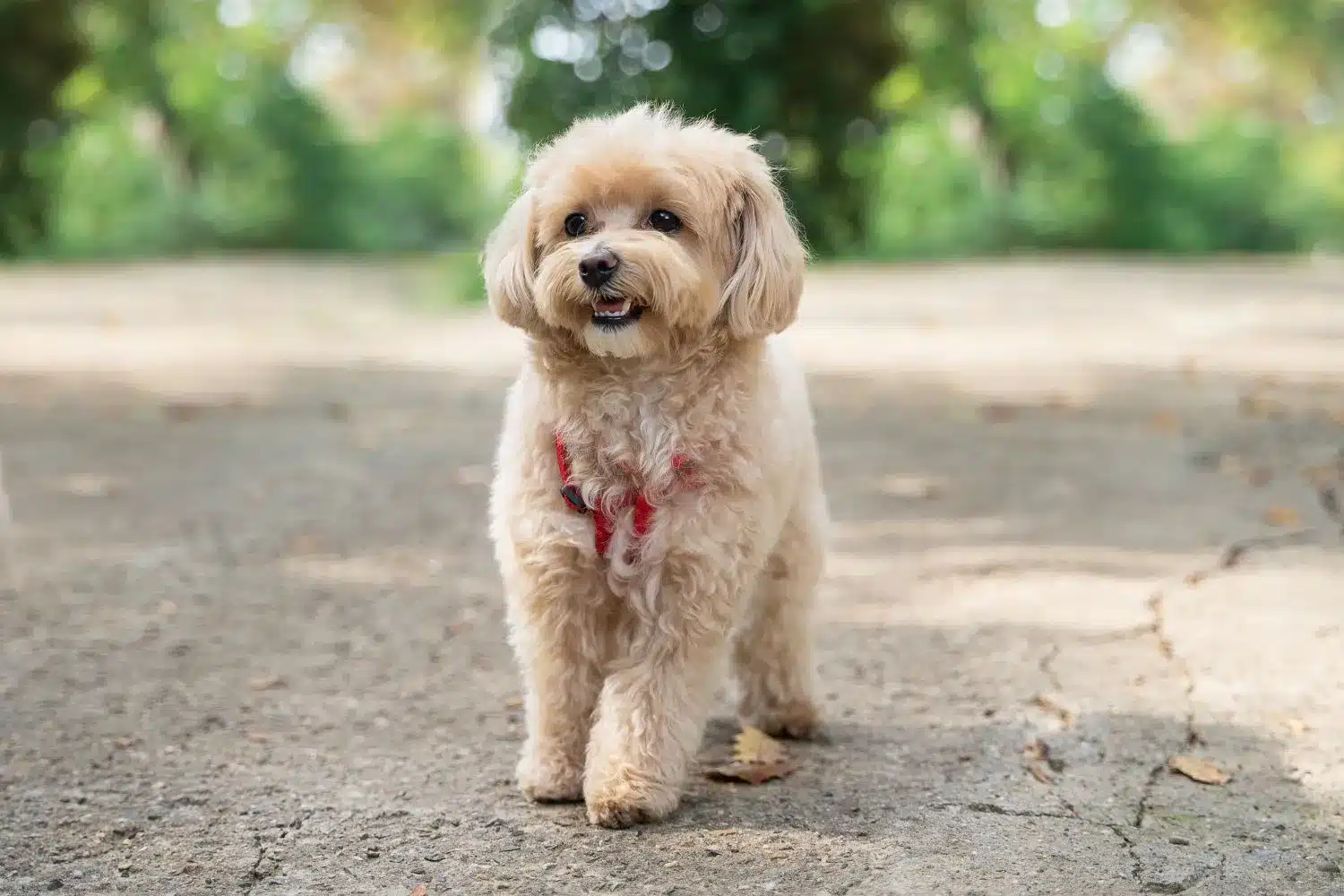 Cachorros Maltipoo e criadores Aqui pode encontrar criadores de Maltipoo perto de si.
