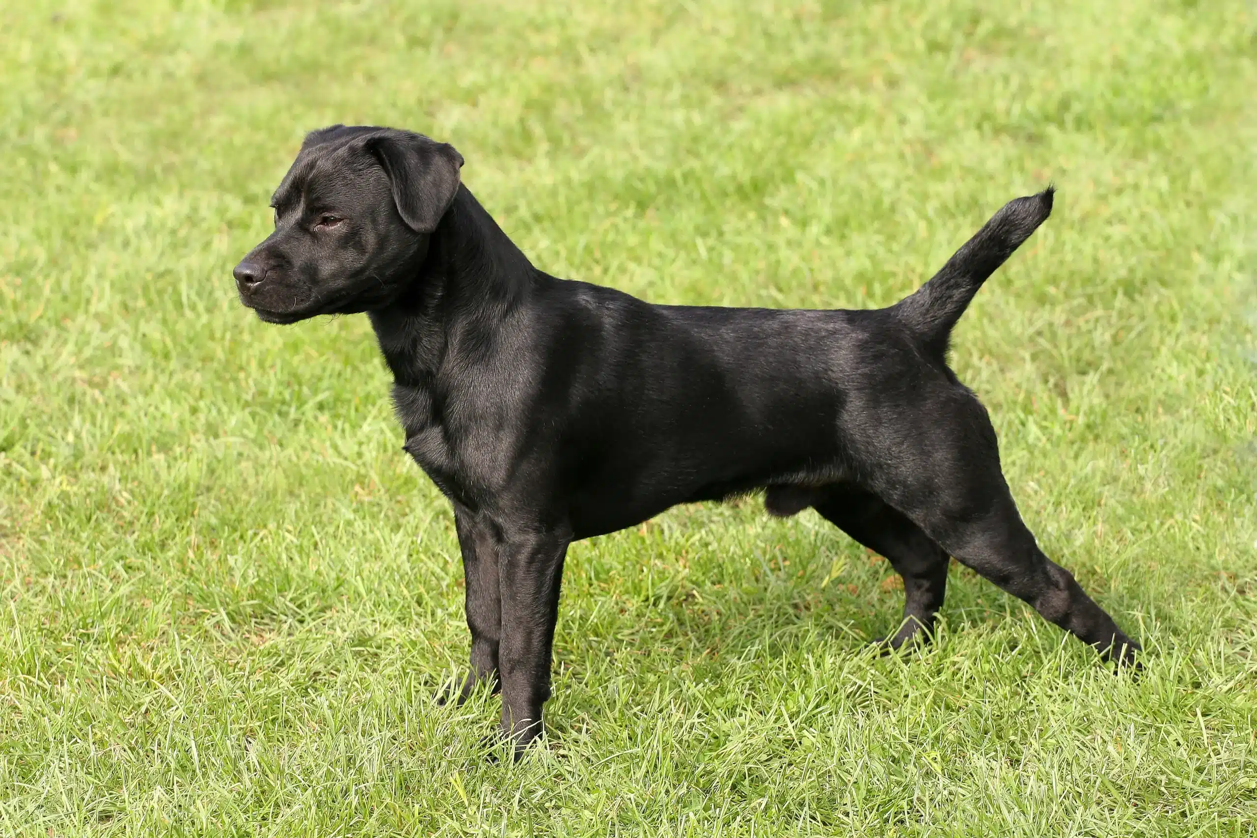 Read more about the article Criador de Patterdale Terrier