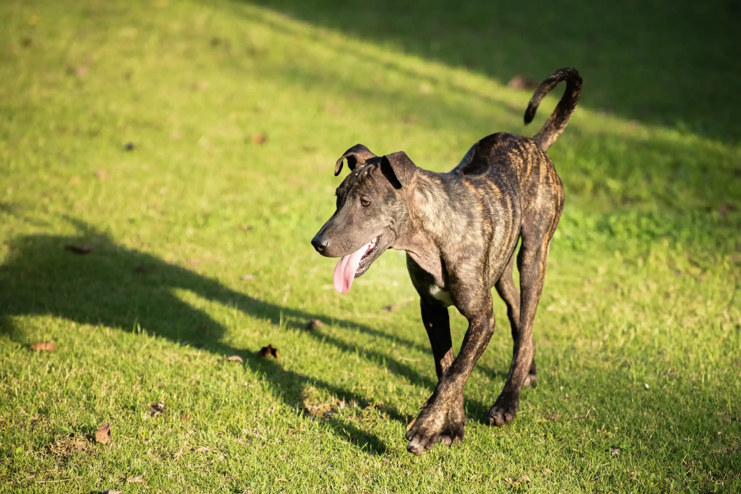 Read more about the article Phu Quoc Ridgeback criador