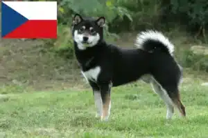 Read more about the article Criadores de Shiba e cachorros na República Checa