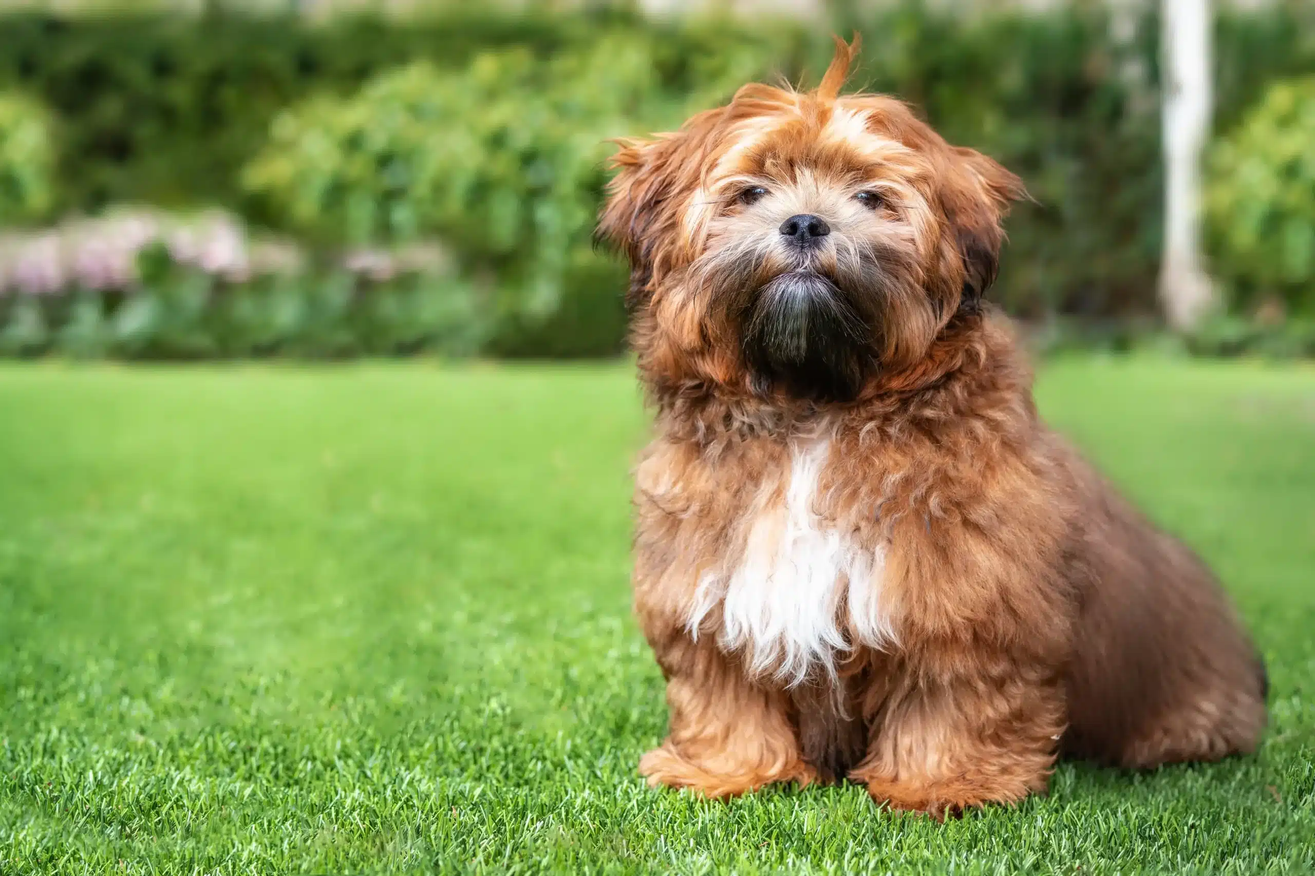 Read more about the article Shichon criador