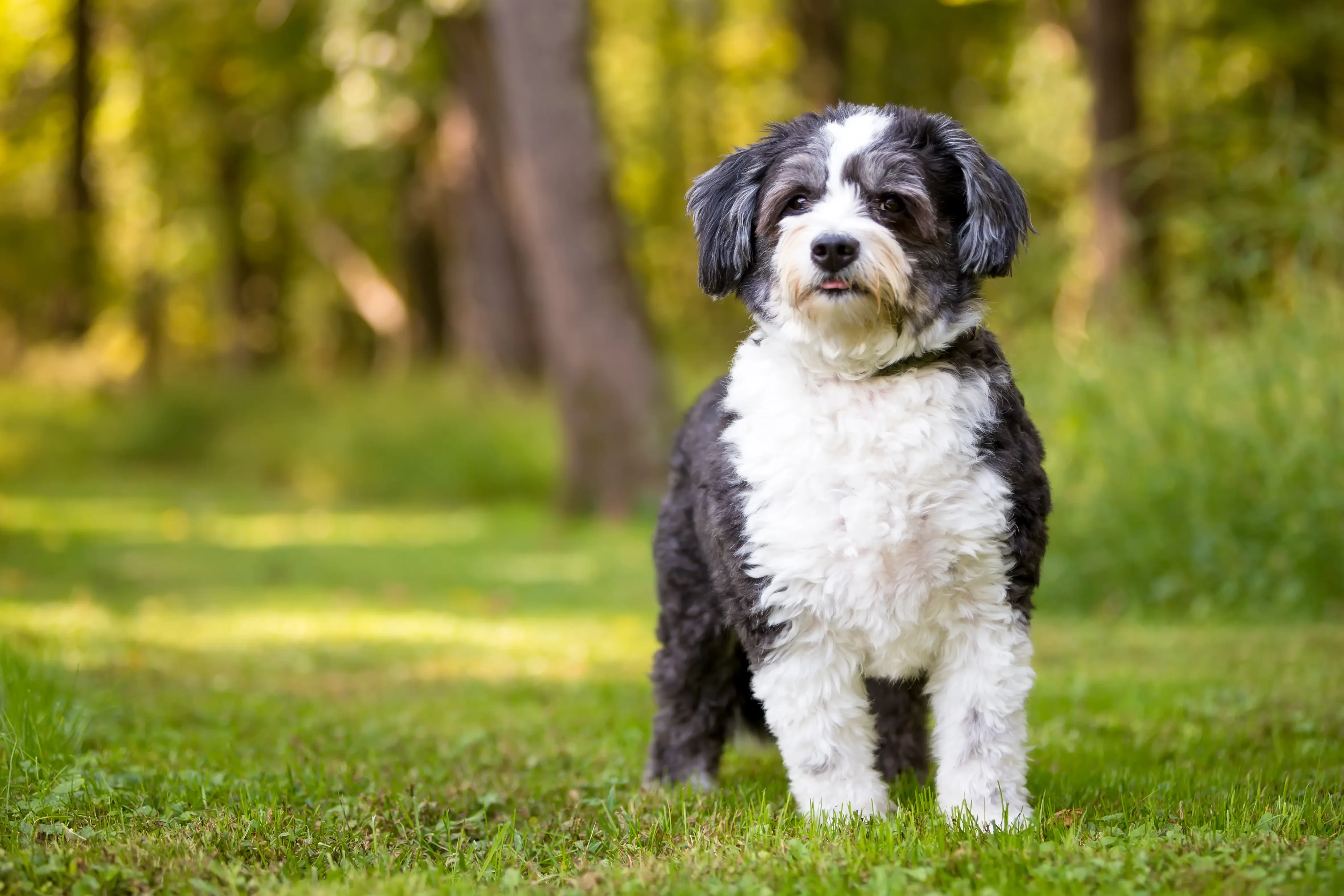 Cachorros e criadores de Shih-Poo Encontre criadores de Shih-Poos perto de si.