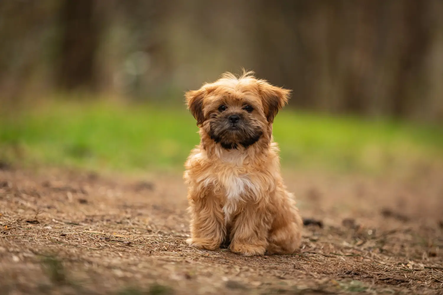 Read more about the article Criador de Shorkie