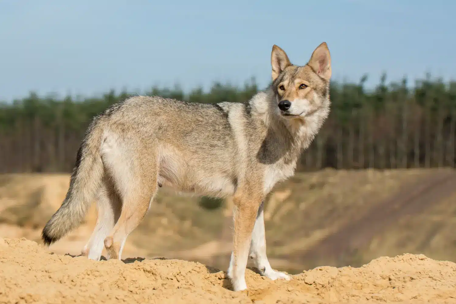 Cachorros e criadores de Tamaskan Encontre criadores de Tamaskan perto de si aqui.