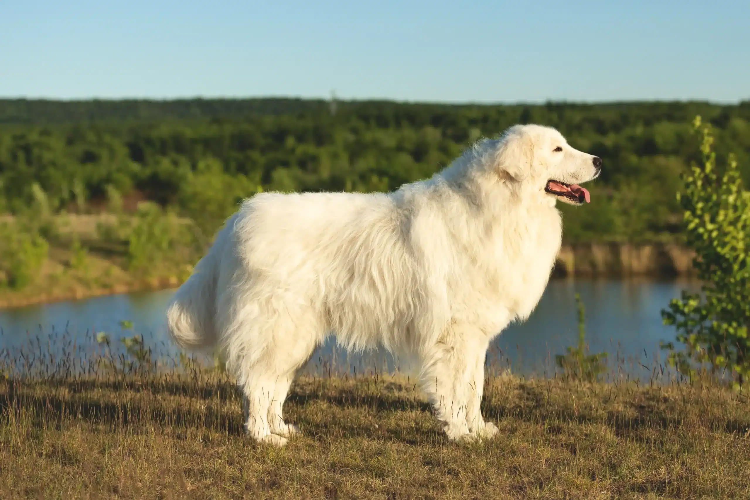 Read more about the article Criador de cães de pastor de Maremma Abruzzo
