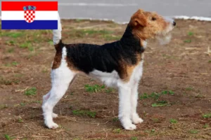 Read more about the article Fox Terrier criadores e cachorros na Croácia
