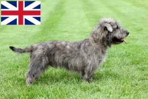 Read more about the article Glen of Imaal Terrier Irlandês Criadores e cachorros na Grã-Bretanha
