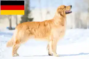 Read more about the article Criadores de Golden Retriever e cachorros na Alemanha